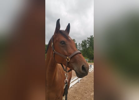 Westfaal, Merrie, 13 Jaar, 167 cm, Bruin