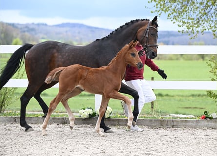 Westfale, Stute, 13 Jahre, 169 cm, Brauner