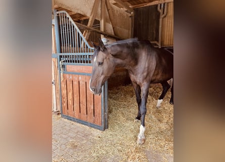 Westfaal, Merrie, 13 Jaar, 174 cm, Zwartbruin