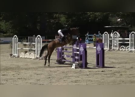 Westfaal, Merrie, 14 Jaar, 165 cm, Bruin
