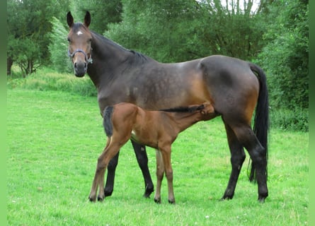 Westfaal, Merrie, 14 Jaar, 170 cm, Donkerbruin