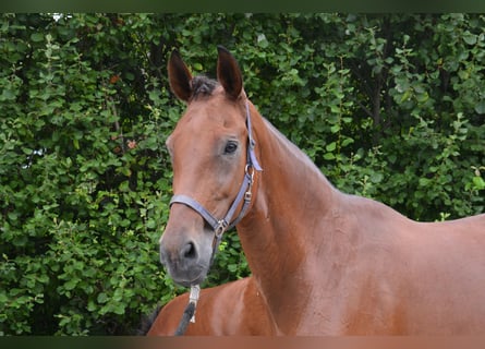 Westfaal, Merrie, 14 Jaar, 172 cm, Bruin