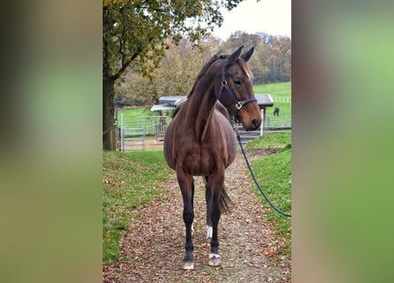 Westfaal, Merrie, 15 Jaar, 174 cm, Bruin