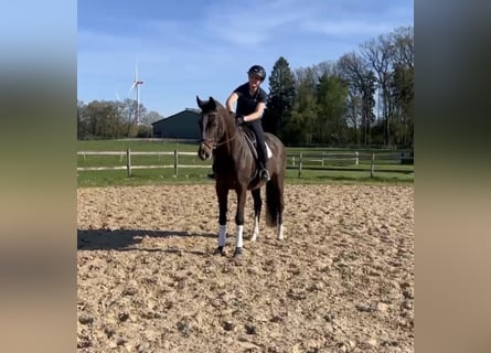Westfaal, Merrie, 16 Jaar, Zwartbruin