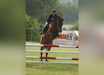 Westfaal, Merrie, 17 Jaar, 163 cm, Bruin