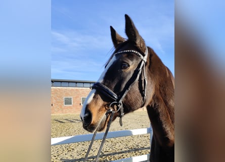 Westfaal, Merrie, 17 Jaar, 173 cm, Donkerbruin