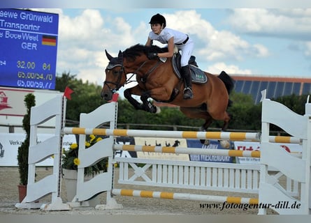 Westfaal, Merrie, 18 Jaar, 168 cm, Bruin