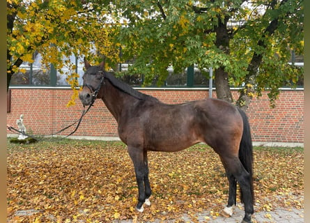 Westfaal, Merrie, 18 Jaar, 168 cm, Bruin