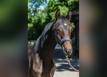 Westfaal, Merrie, 1 Jaar, 170 cm, Donkerbruin