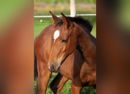 Westfaal, Merrie, 1 Jaar, Bruin