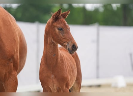 Westfaal, Merrie, 1 Jaar, Bruin