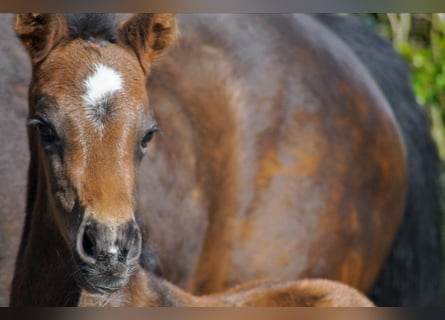 Westfaal, Merrie, 1 Jaar, Donkerbruin