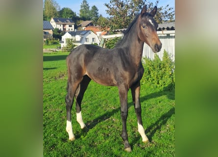 Westfaal, Merrie, 1 Jaar, Donkerbruin