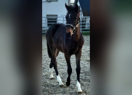 Westfaal, Merrie, 1 Jaar, Donkerbruin