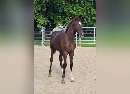 Westfaal, Merrie, 1 Jaar, Donkere-vos