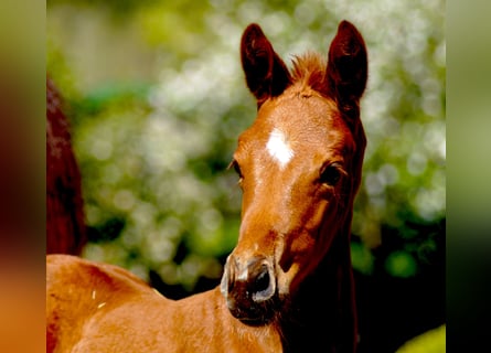 Westfaal, Merrie, 1 Jaar, Donkere-vos
