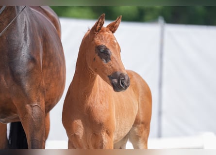 Westfaal, Merrie, 1 Jaar, Donkere-vos