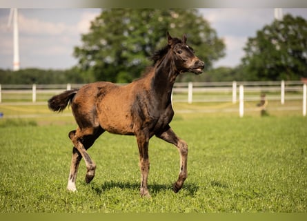 Westfaal, Merrie, 1 Jaar