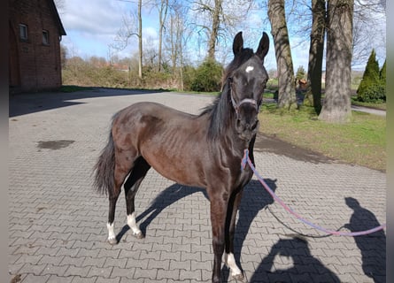 Westfaal, Merrie, 1 Jaar, Zwart