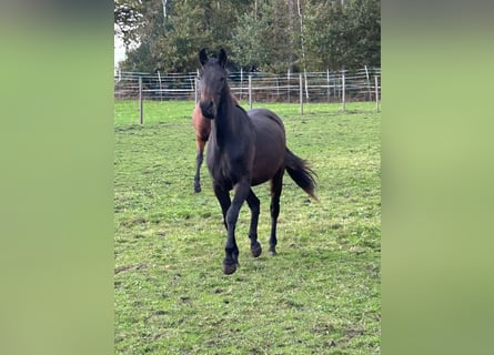 Westfaal, Merrie, 2 Jaar, 159 cm, Donkerbruin