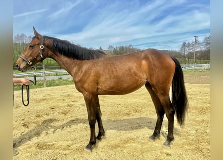 Westfaal, Merrie, 2 Jaar, 165 cm, Roodbruin