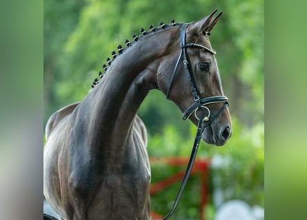 Westfaal, Merrie, 2 Jaar, 166 cm, Bruin