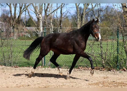 Westfaal, Merrie, 2 Jaar, 168 cm, Bruin