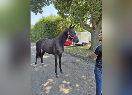 Westfaal, Merrie, 2 Jaar, 168 cm, Donkerbruin