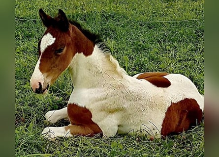 Westfaal, Merrie, 2 Jaar, 168 cm, Gevlekt-paard