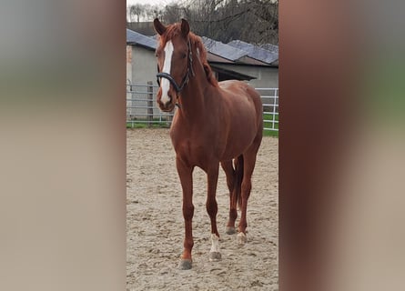 Westfaal, Merrie, 2 Jaar, 172 cm, Vos