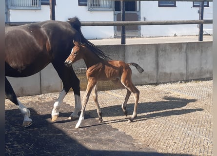 Westfale, Stute, 2 Jahre, Brauner