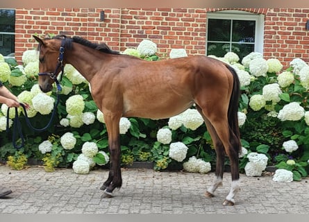Westfaal, Merrie, 2 Jaar, Bruin
