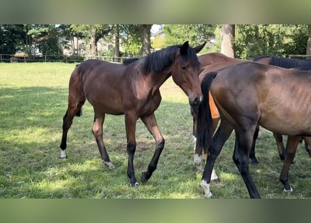 Westfaal, Merrie, 2 Jaar