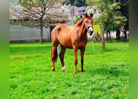 Westfaal, Merrie, 2 Jaar, Vos