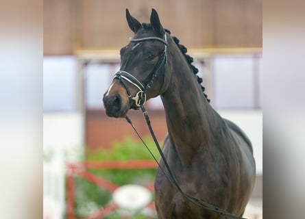 Westfaal, Merrie, 2 Jaar, Zwartbruin