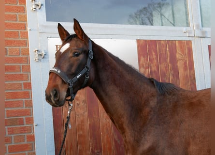 Westfaal, Merrie, 3 Jaar, 157 cm, Bruin