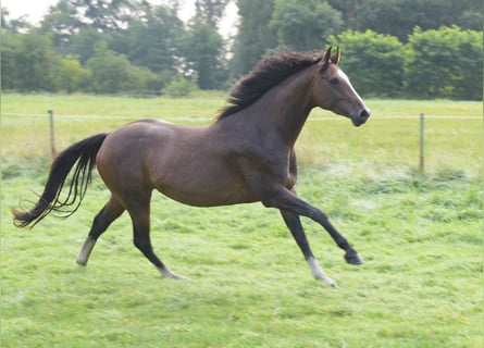 Westfale, Stute, 3 Jahre, 160 cm, Brauner