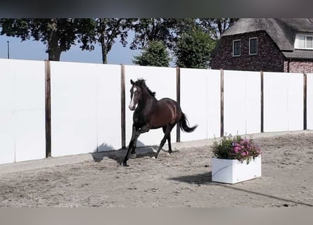 Westfaal, Merrie, 3 Jaar, 160 cm, Donkerbruin