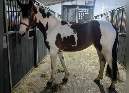 Westfaal Mix, Merrie, 3 Jaar, 160 cm, Gevlekt-paard