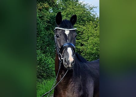 Westfaal, Merrie, 3 Jaar, 160 cm, Zwart