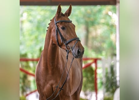 Westfaal, Merrie, 3 Jaar, 161 cm, Vos