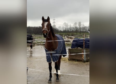 Westfaal, Merrie, 3 Jaar, 162 cm, Bruin