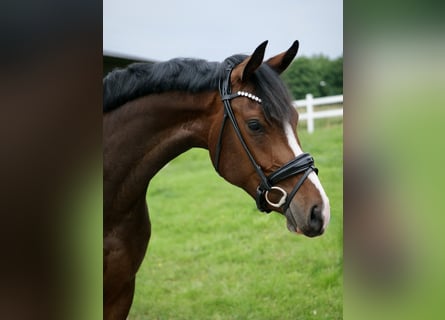 Westfaal, Merrie, 3 Jaar, 162 cm, Donkerbruin