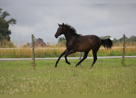 Westfaal, Merrie, 3 Jaar, 162 cm, Donkerbruin