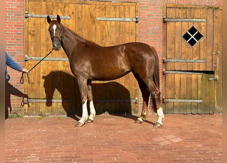 Westfaal, Merrie, 3 Jaar, 162 cm, Donkere-vos