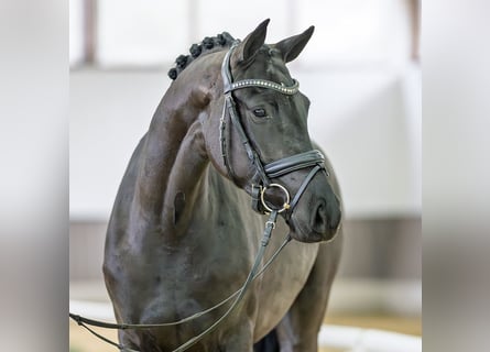 Westfaal, Merrie, 3 Jaar, 162 cm, Zwart