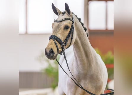 Westfaal, Merrie, 3 Jaar, 163 cm, Buckskin