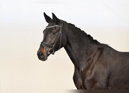 Westfaal, Merrie, 3 Jaar, 163 cm, Donkerbruin