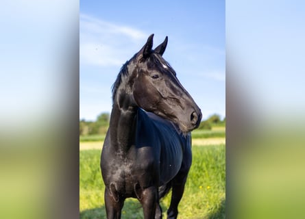 Westfaal, Merrie, 3 Jaar, 163 cm, Zwart