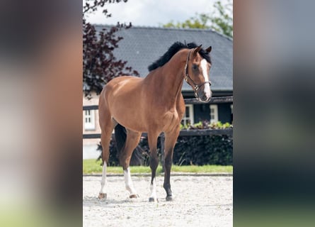 Westfaal, Merrie, 3 Jaar, 164 cm, Bruin